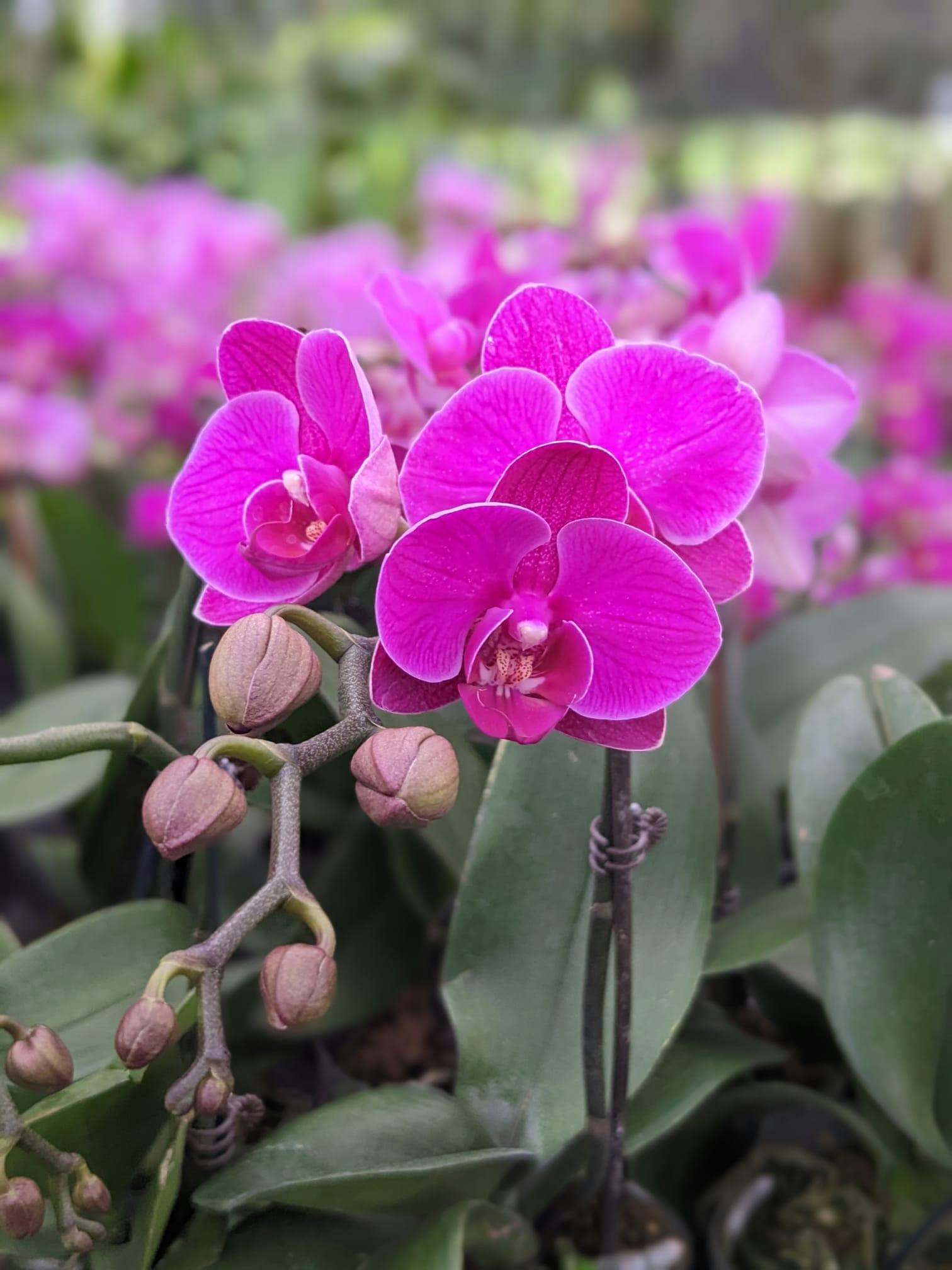 Phalaenopsis Orchid - pink